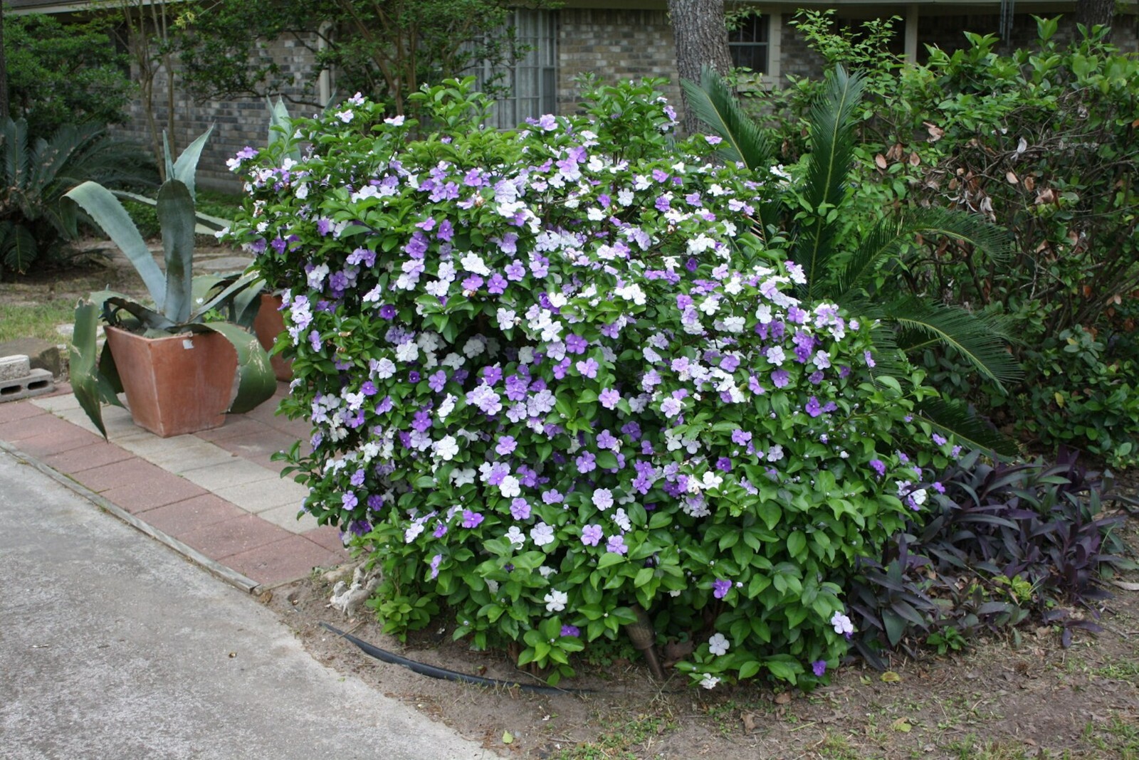 5 Heirloom Seeds- Brunfelsia – -Yesterday Today and Tomorrow -3 Colors One Plant