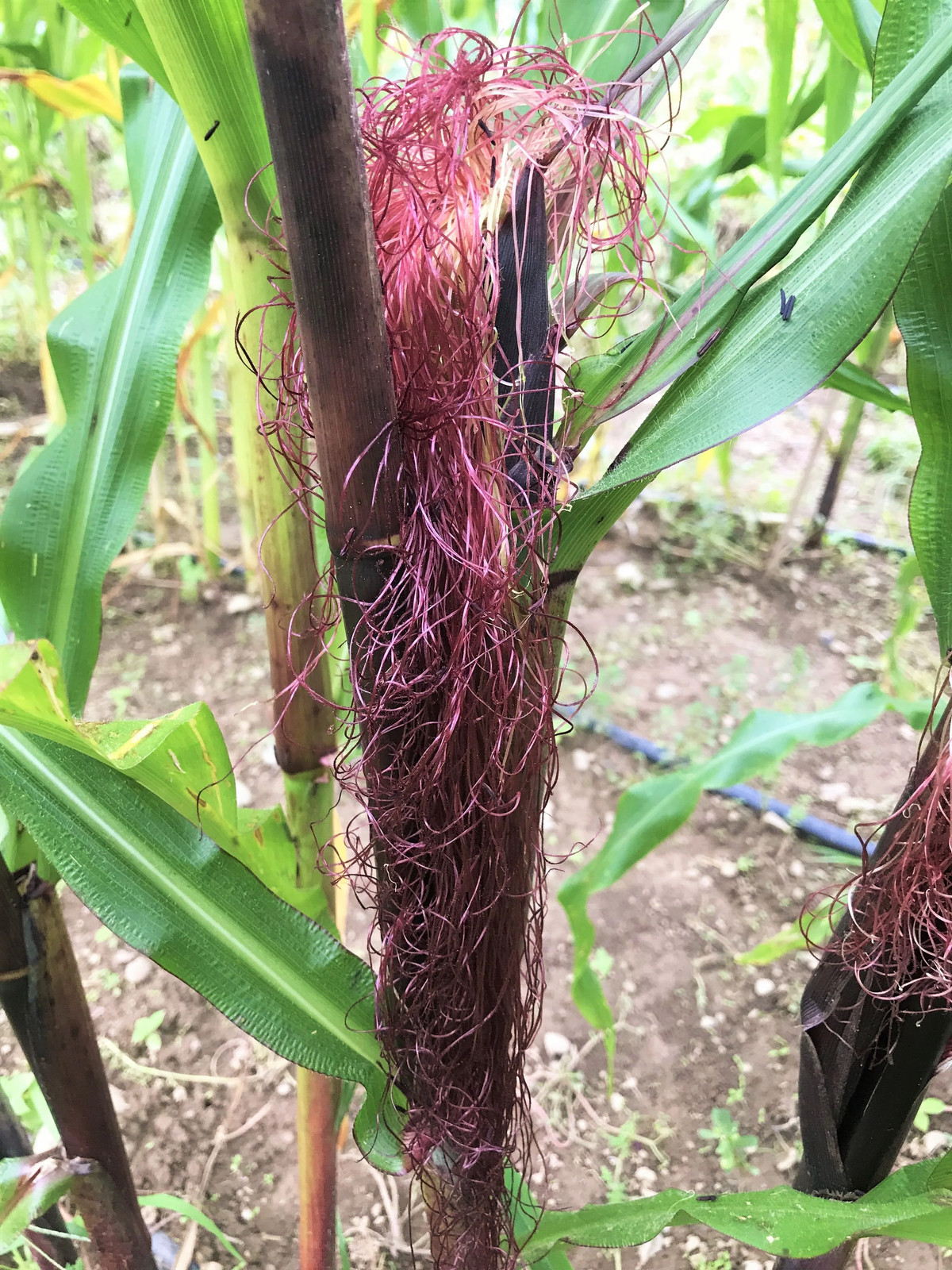 Seneca Red Stalker Ornamental Corn Seeds | Purple Red Husk Dent Indian Seed 2024