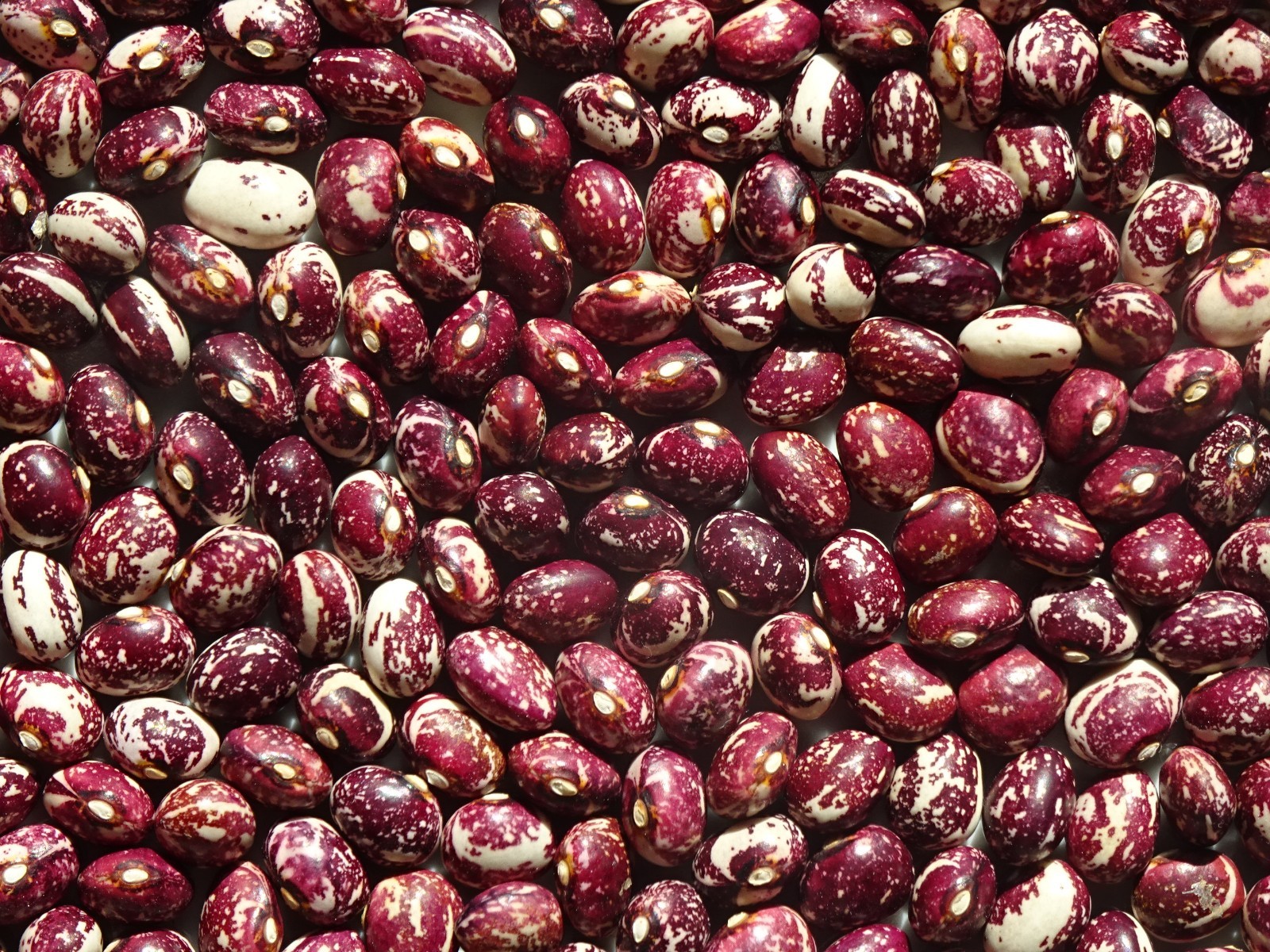 Pole Bean Good Mother Stallard 25Seeds heirloom Grown in 2025 organic Delicious