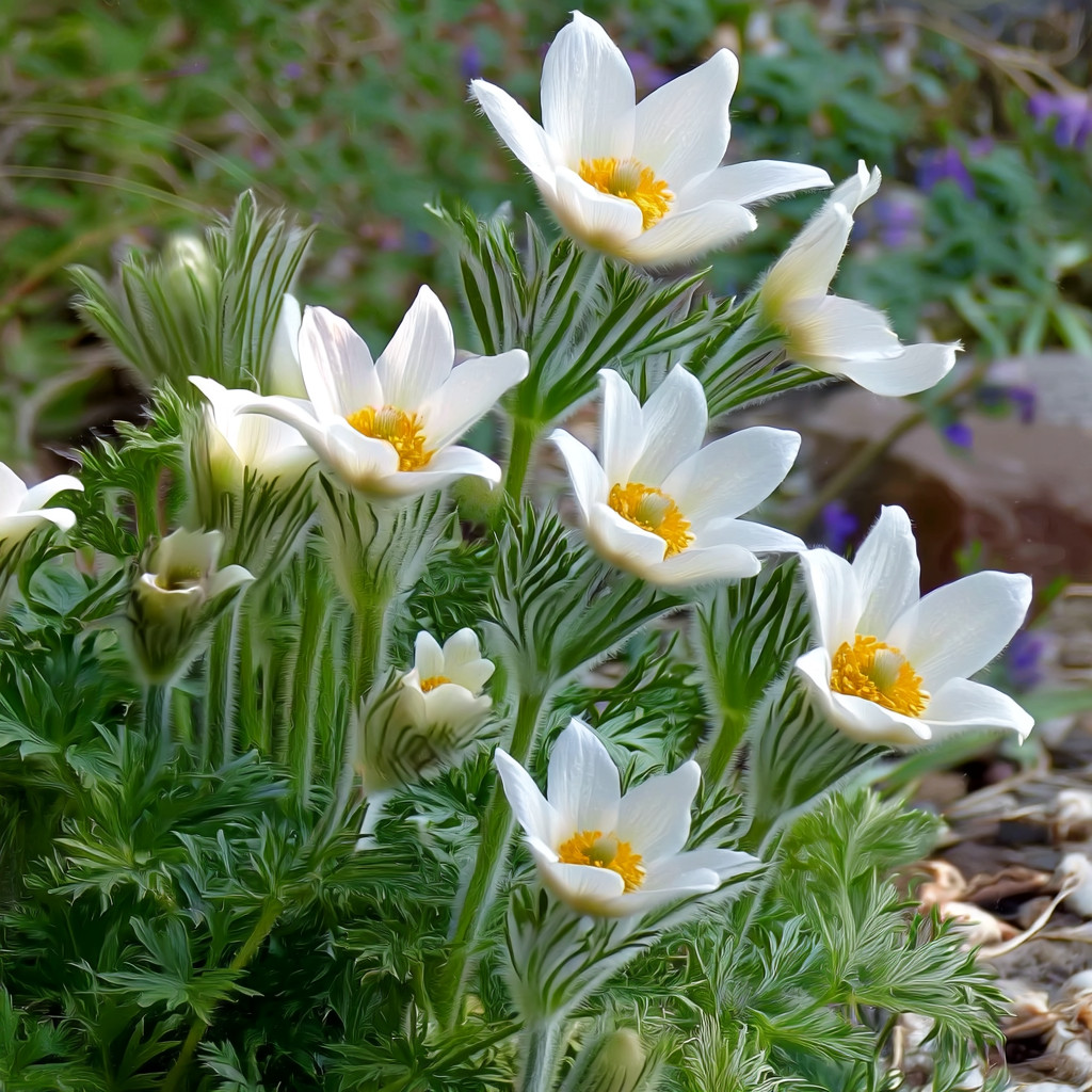 Pasque Flower 20 Seeds | Heirloom Anemone patens wolfgangiana for Gardens