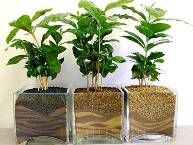 Seeds Arabian Coffee Tree Dwarf Mountain Perennial Garden Flowers for Planting