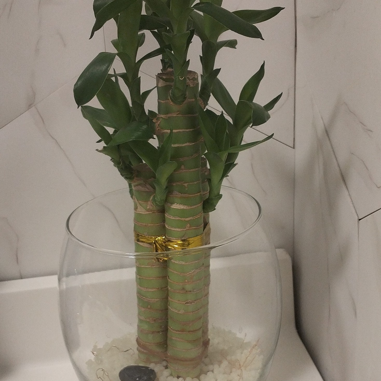 Lucky Bamboo (Dracaena) Indoor Potted Plant Glass Bowl w/ Decorative Stones