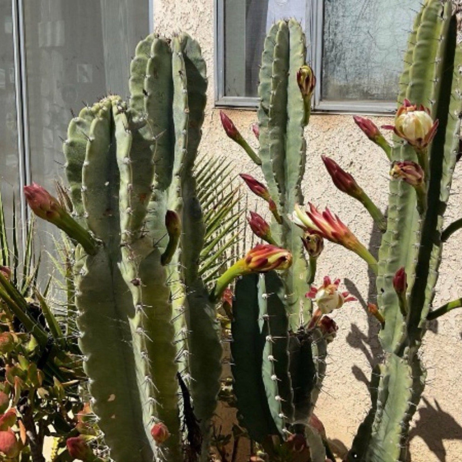 25 inch Peruvian apple cactus cutting, fresh cut , top cut cereus peruvianus