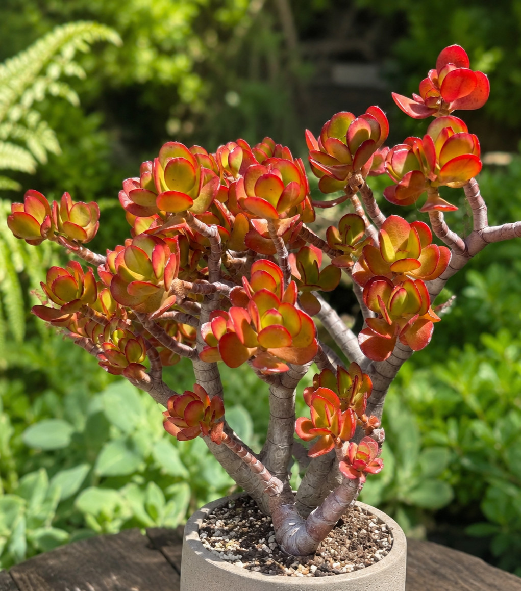 Crassula Ovata Jade Plant Rare Succulent Easy Care Live Plant 1-Cutting 2-3″