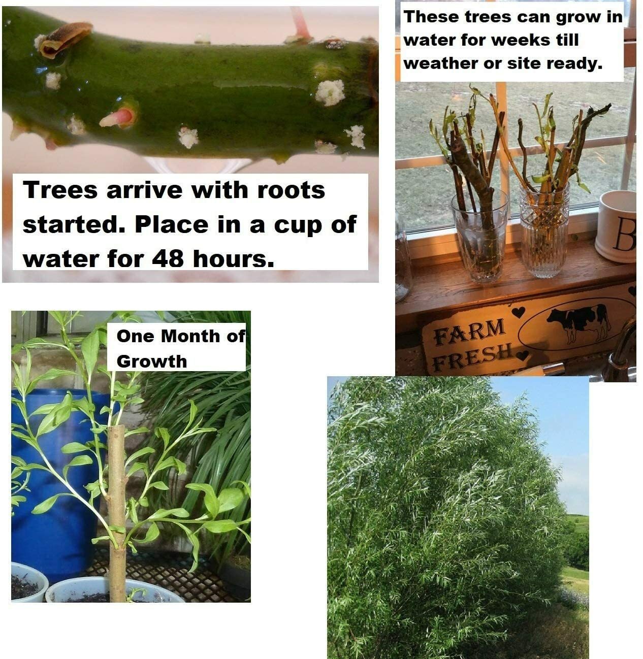 2 Basket Willow Bush Cuttings Salix Purpurea Prized for Branches to Make Baskets
