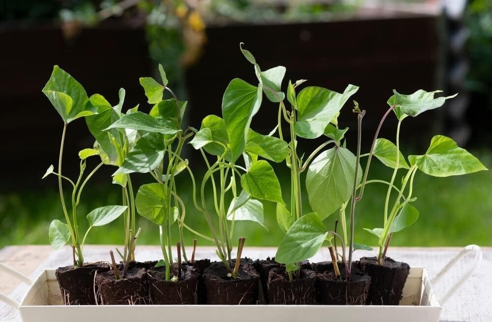 White Sweet Potato Slips