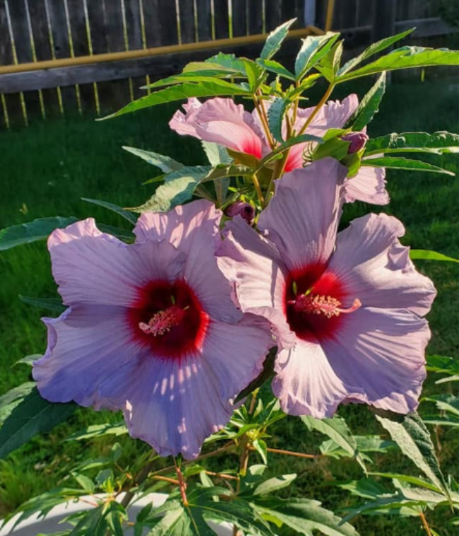 Blue Brule Rose of Sharon Plant – 4-8″ Tall – Lavender-Blue Flowering Shrub