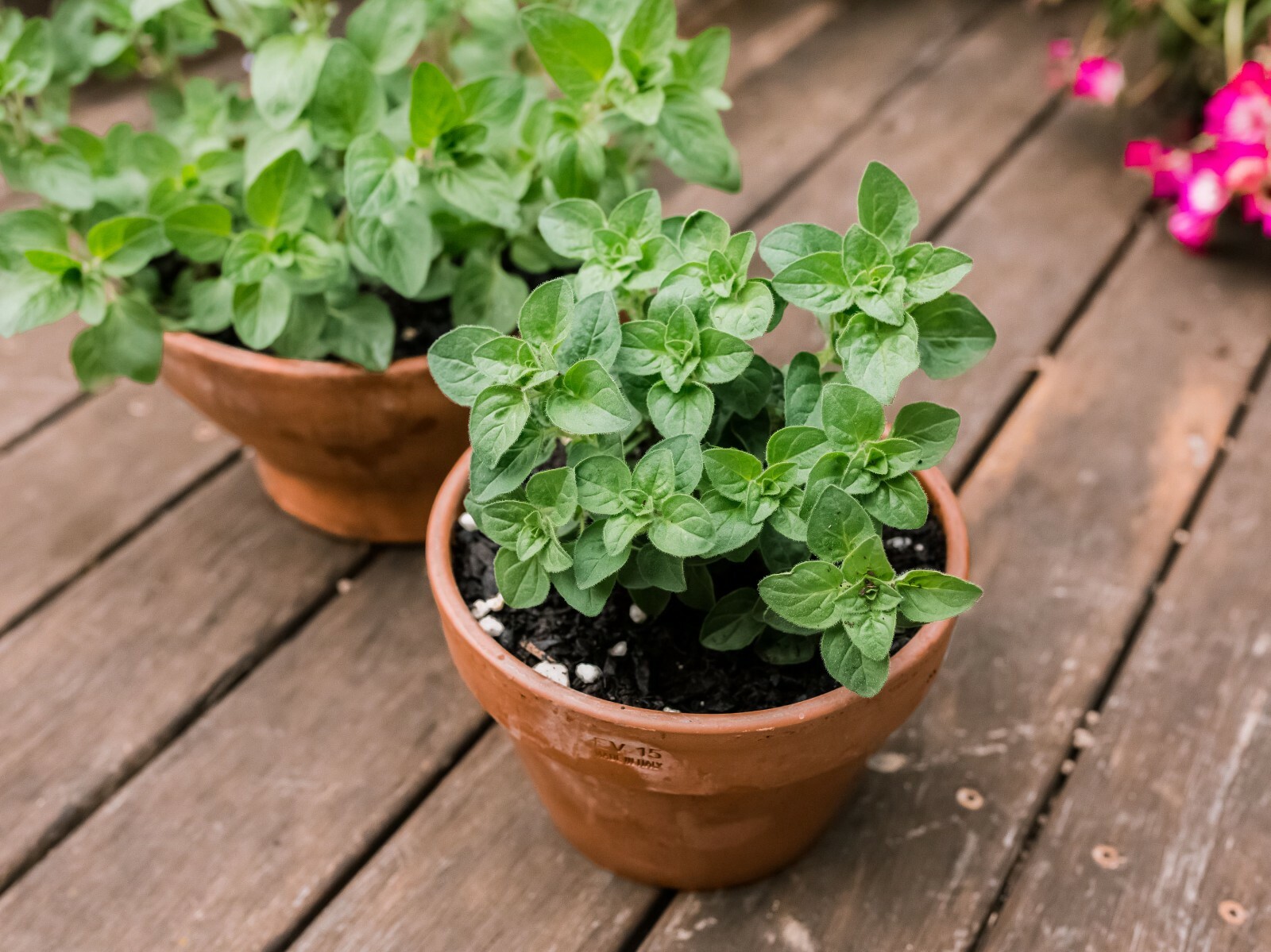 250 ITALIAN OREGANO HERB SEEDS ~ 2026 ~ heirloomseedguy ~ USA