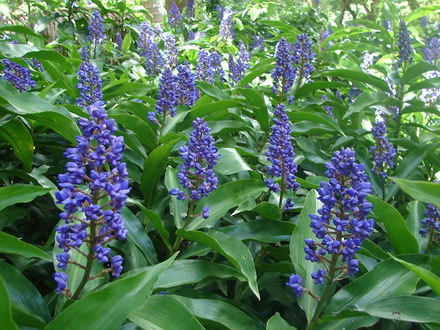 Hawaiian Blue (polu) Dichorisandra Thyrsiflora Ginger Plant Roots 1 Pack