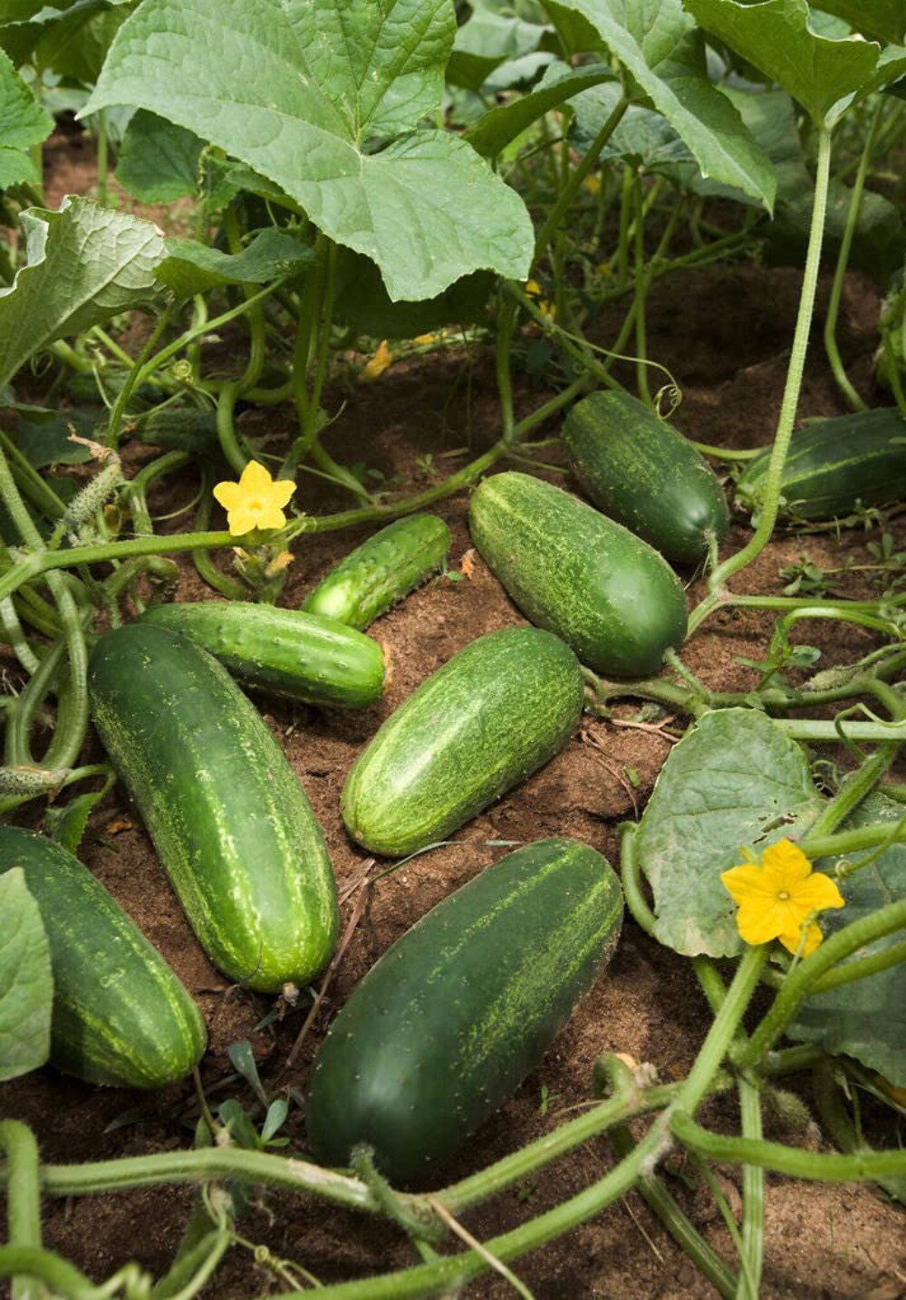 200 NATIONAL PICKLING CUCUMBER Fruit Cucumis Sativus Seeds