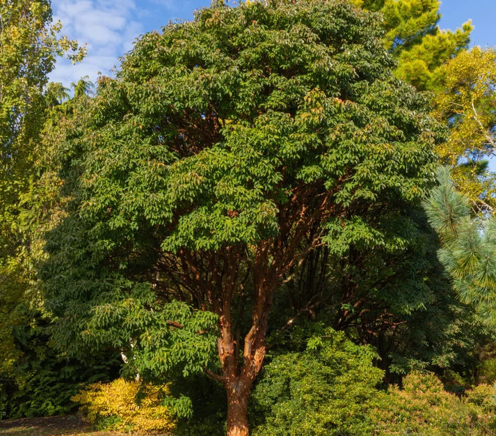 20 Paperbark Maple Seeds (Acer griseum) Rare Ornamental Tree – Stunning Peeling