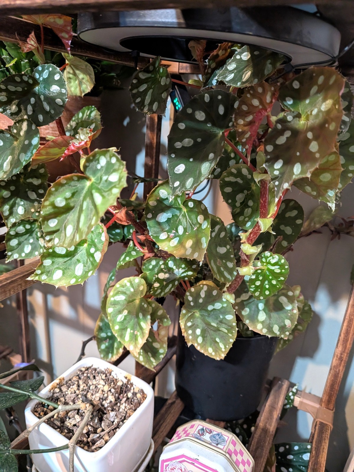 Begonia jiewhoei; Uncommon cane begonia; 3-4″ planter