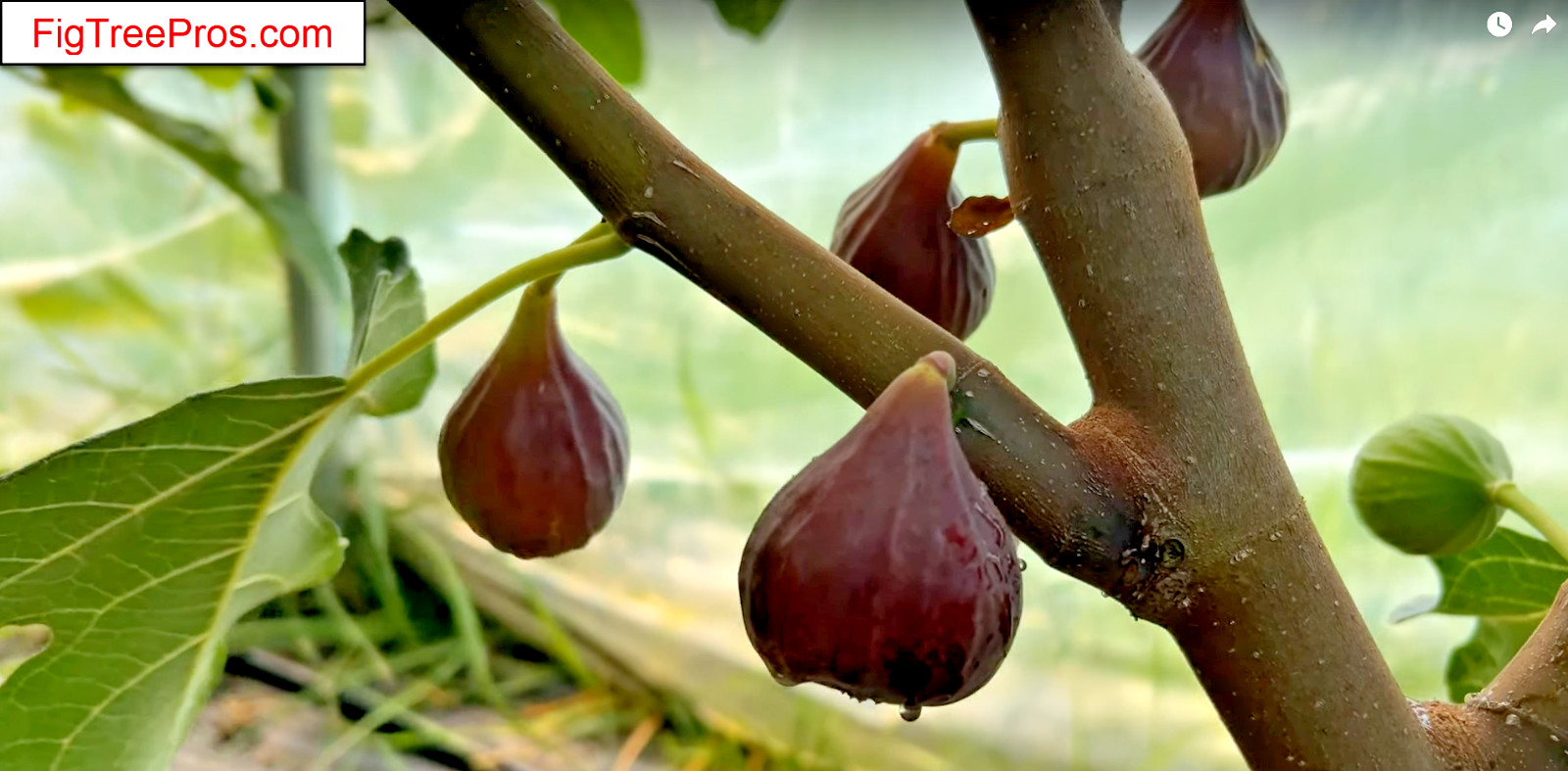 Italian 258 Fig Tree (Ficus Caric): 1 Healthy Cultivar 9″to 12″ H. & 5″-7″ W.
