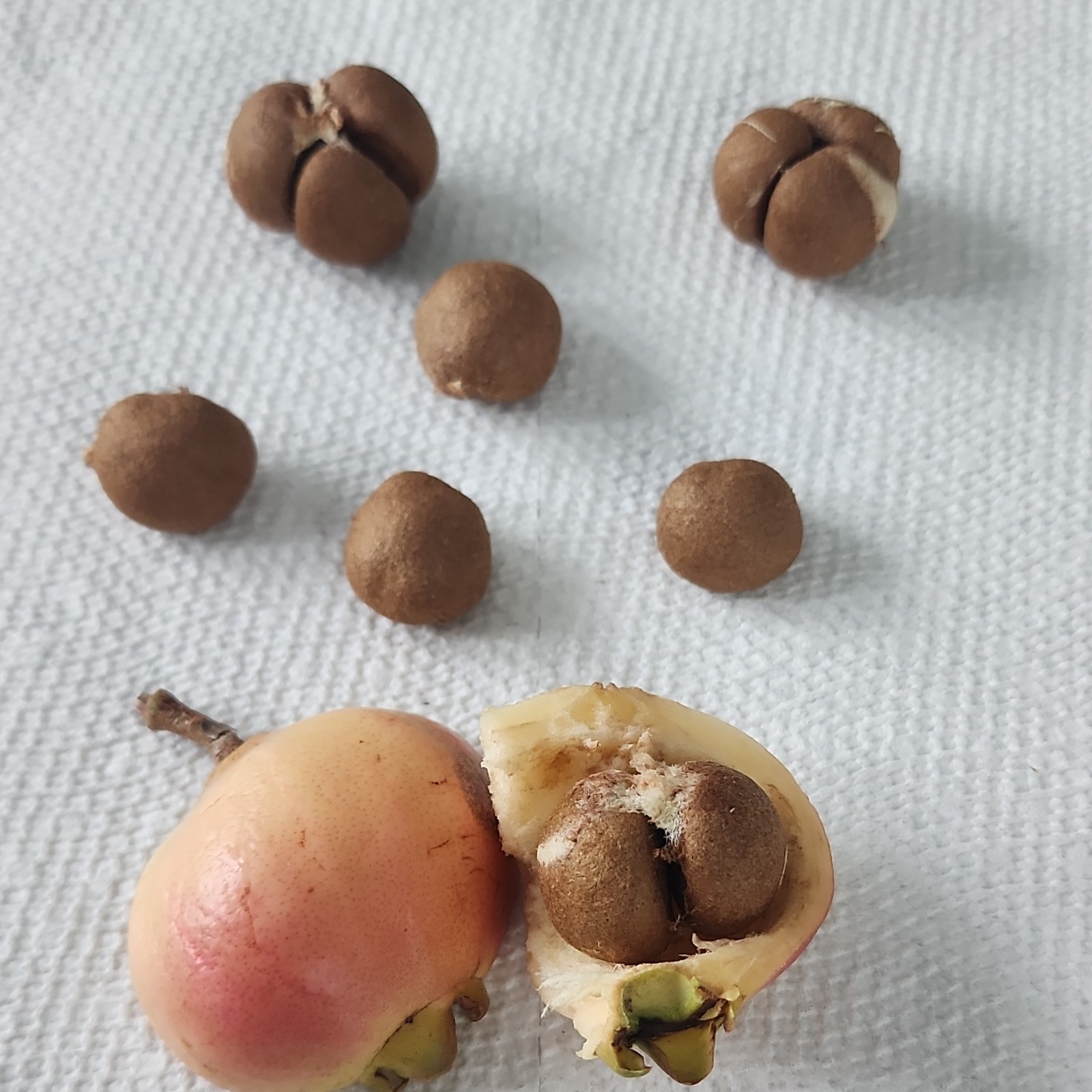 12 Rose apple seeds, Fruit Syzygium Jambos seeds, fresh seeds large fruit