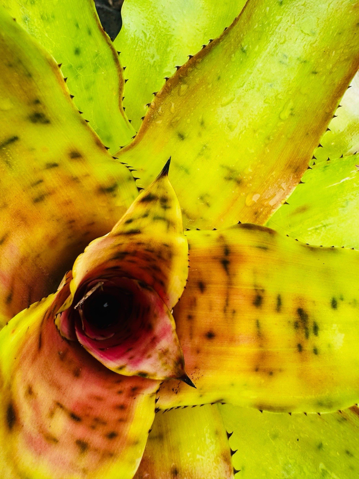 BIG !! Aechmea PECTINATA Rosette BIG Young Adult Bromeliad Plant