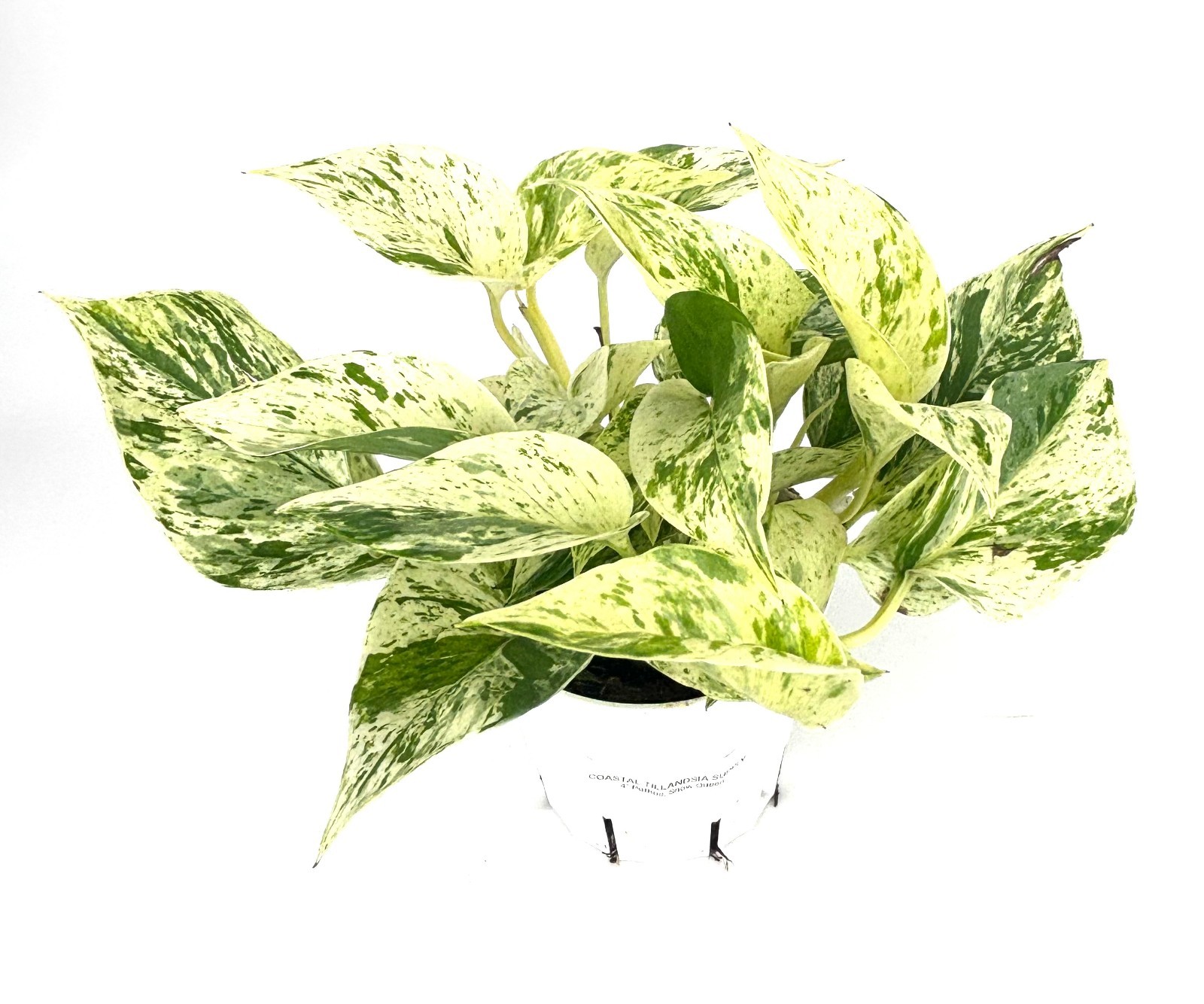 Snow Queen Pothos Epipremnum Aureum Easy Air Purifying House Plants, 4″ pot