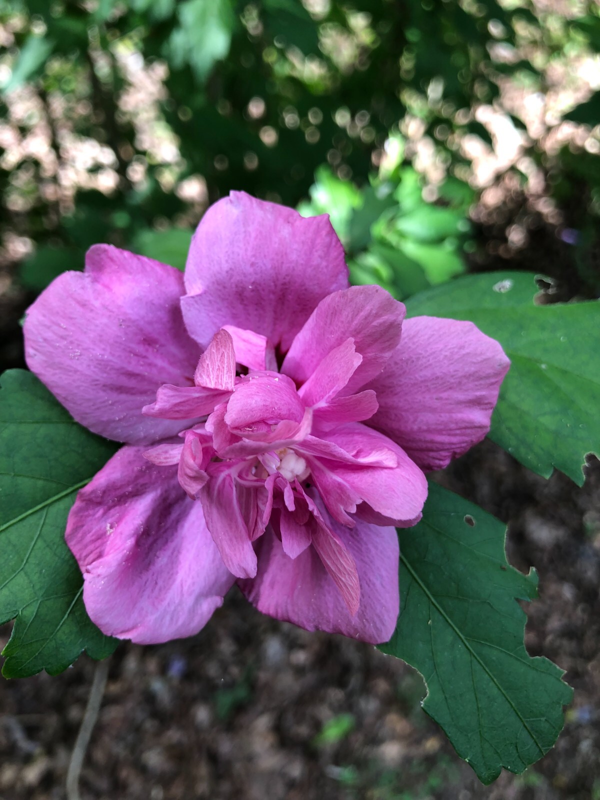 Magenta Chiffon Rose Of Sharon Live Plant With Roots(Buy 1 Get Small Plant Free)