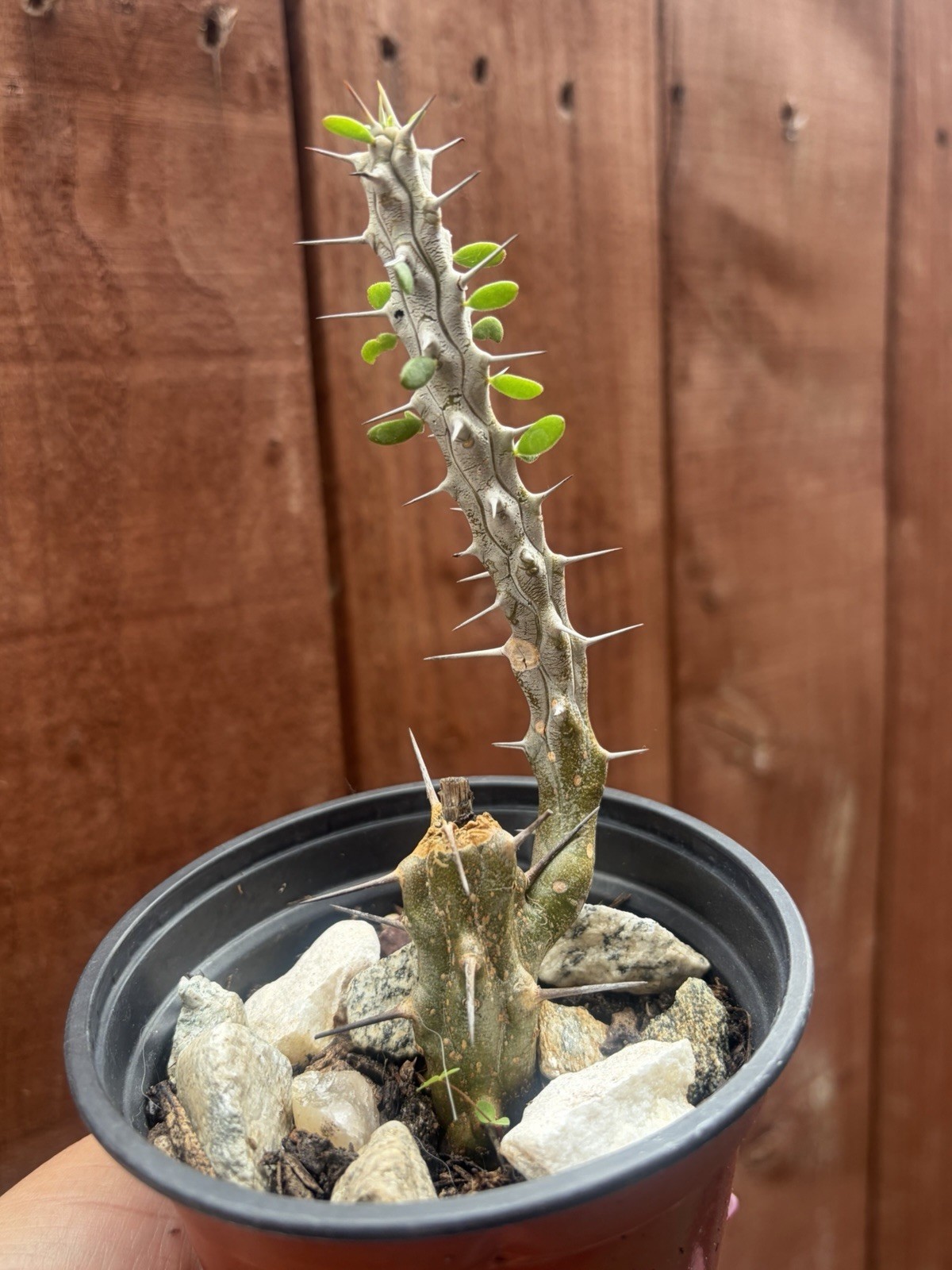 4” Madagascar Ocotillo ‘Alluaudia procera’ (Rooted)