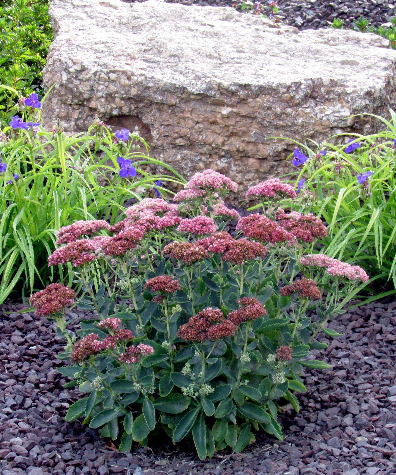 Sedum Autumn Joy Stonecrop – LOT of 8 Single Stem Perennial Starter Plants