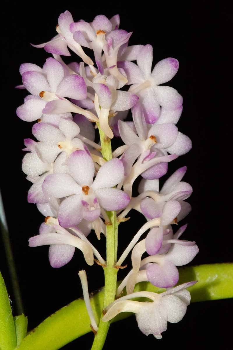 Rhynchovanda (Vanda Tangerine Blush x Rhynchostylis gigantea var. alba) #3, flwr