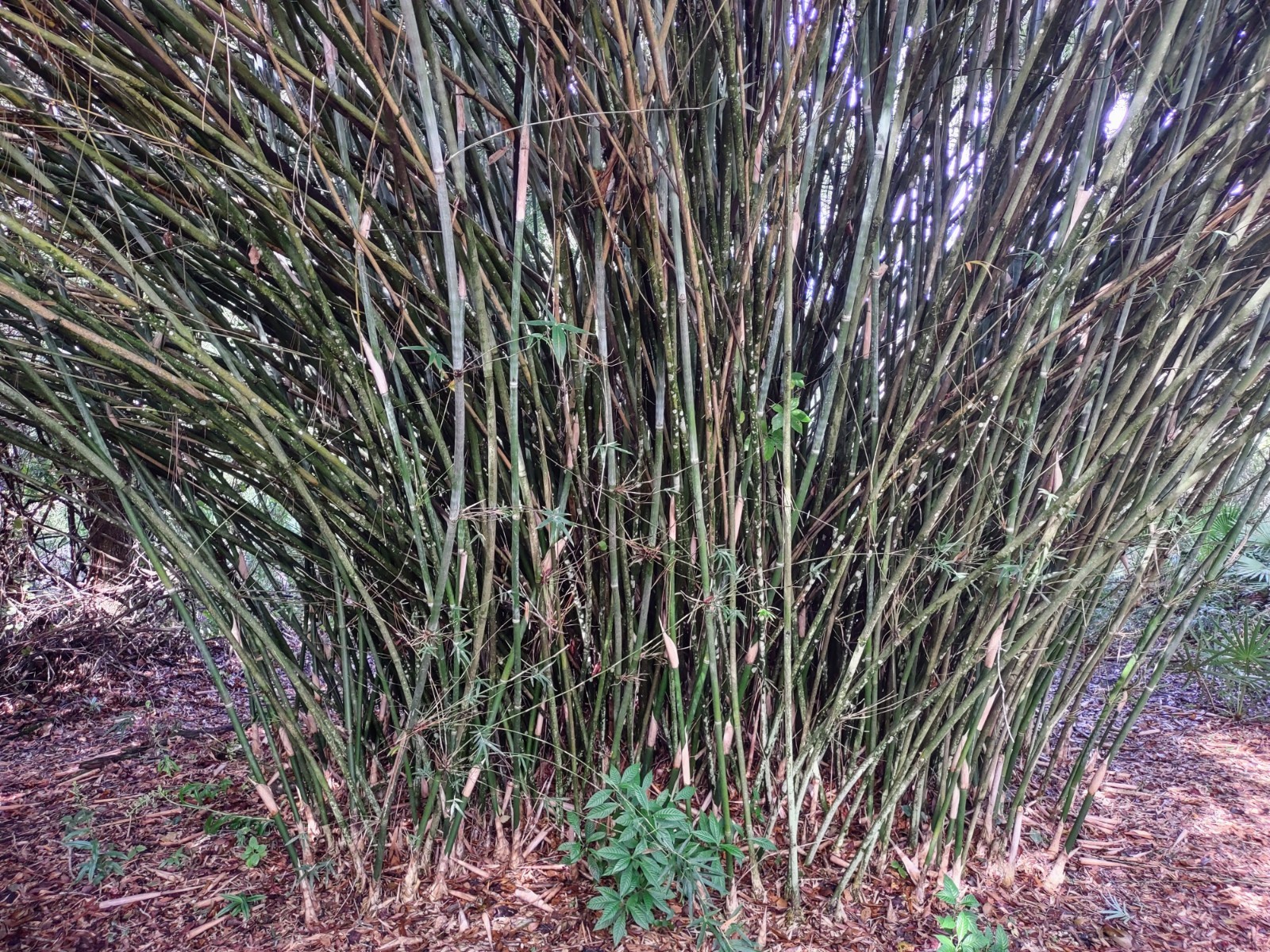 Weaver’s Bamboo (Bambusa textilis ‘Gracilis’) Clumping – One Rooted Cutting