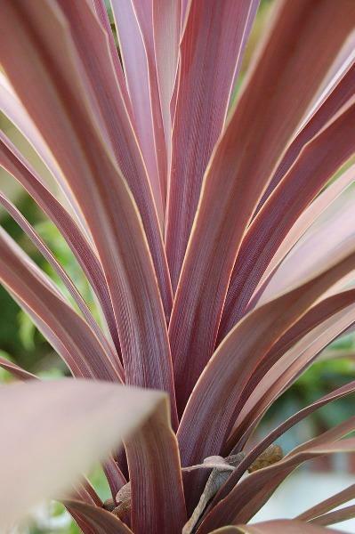 Cordyline obtecta Purpurea | Red Cabbaga Palm | 10 Seeds