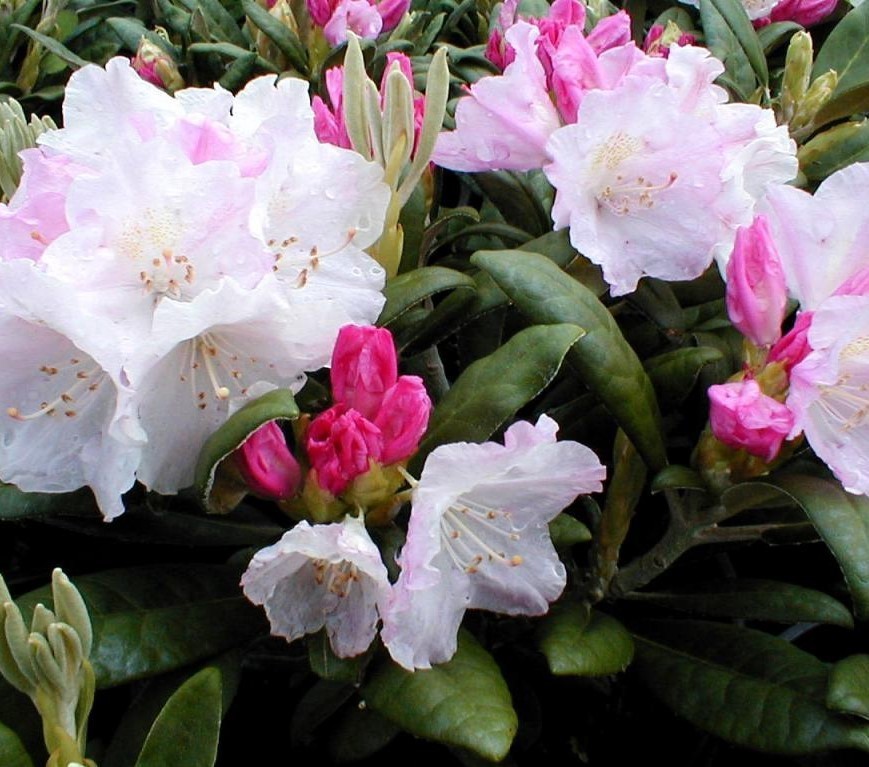 ( 1 ) – Yaku Princess Rhododendron – Starter Plant ( L7 ) ( 1 live plant )