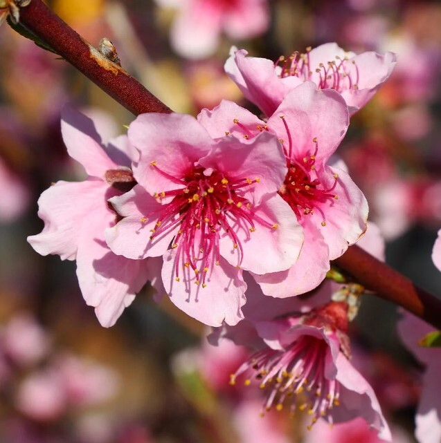 Red Haven Peach Tree 3-4ft Outdoor Prunus Persica Redhaven Fruit Garden Tree