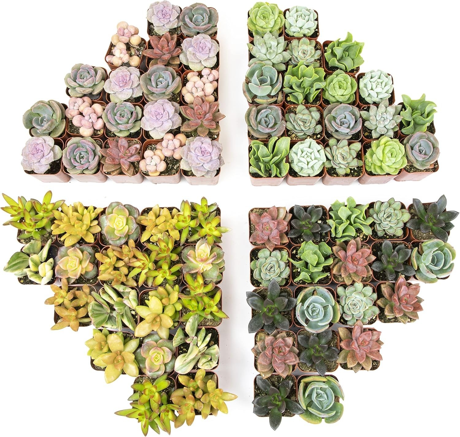 Live Succulent Plants 50 Count – Mini Houseplants, Easy Care, Garden Gift Tray