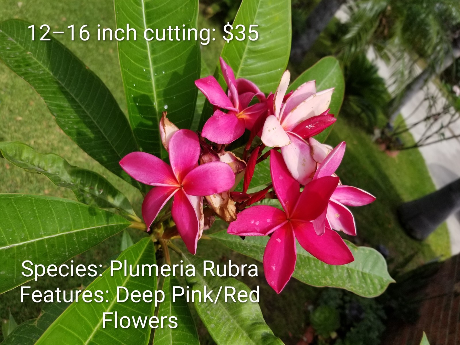 Plumeria Rubra- Deep Pink / Red Flowers