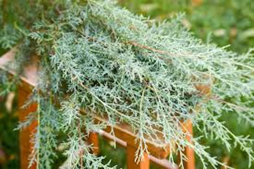 5 Carolina Sapphire Cypress Tree Evergreen Starter Plant Bare Root