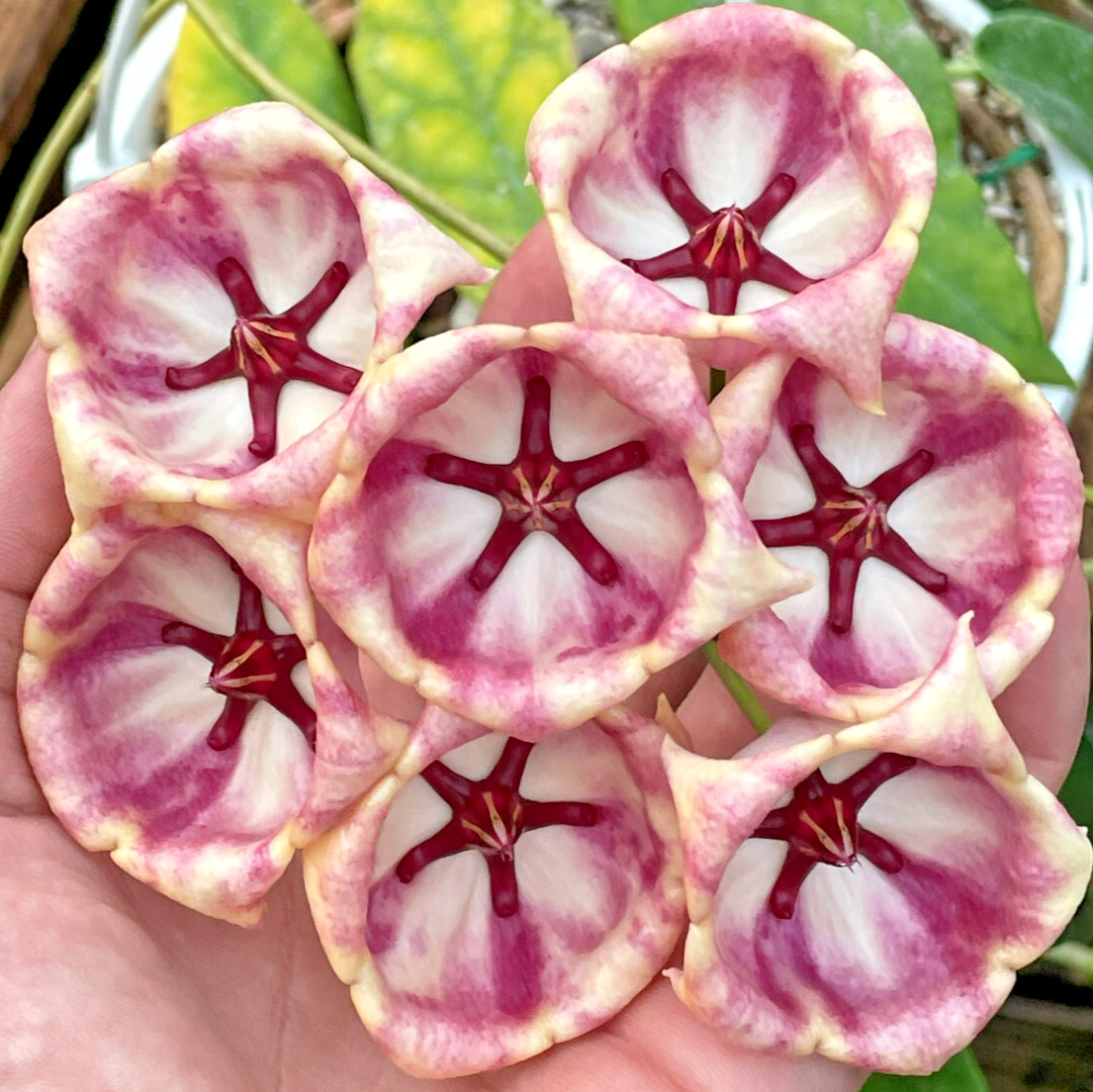 Hoya Archboldiana White Fully Rooted Grown In 3.5″ pot – SO HEALTHY!