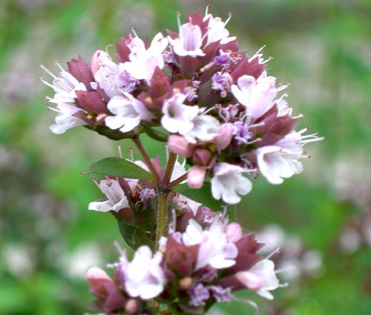 OREGANO ITALIAN ORGANIC Origanum Vulgare – 1,000 Bulk Seeds