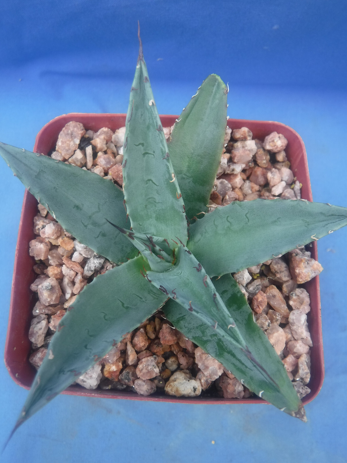Agave ovatifolia x victoriae-reginae “Sho-Time” Starter Plant HYBRID 2.5″-3.5″