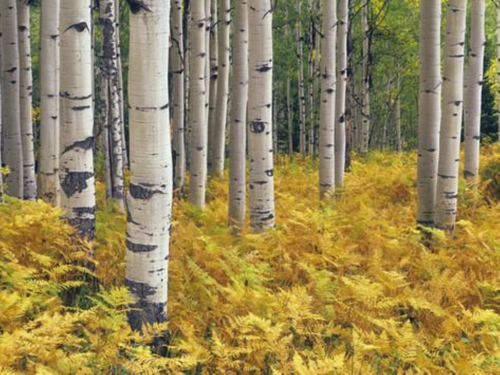 Quaking Aspen 1 year old live plant 14-22 inches tall