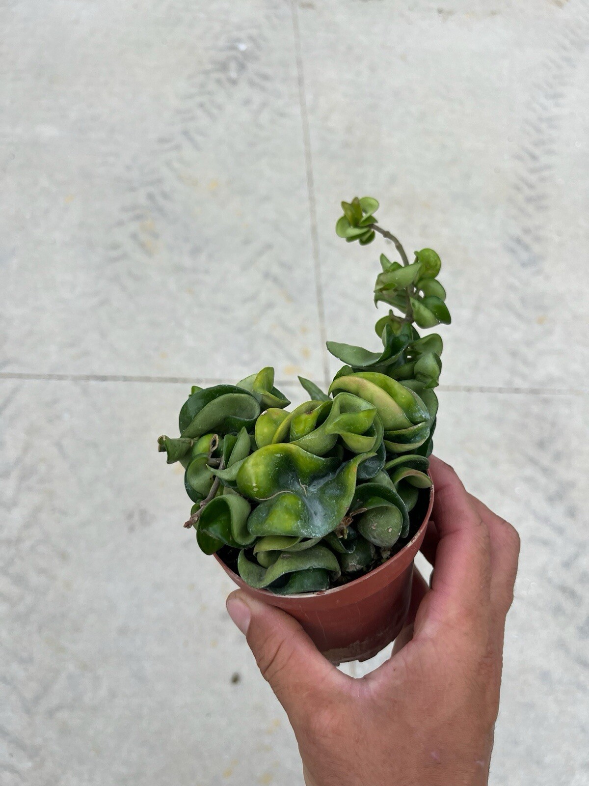 4” Hoya Rope – Hoya Compacta – Hindu Rope – Hoya Carnosa