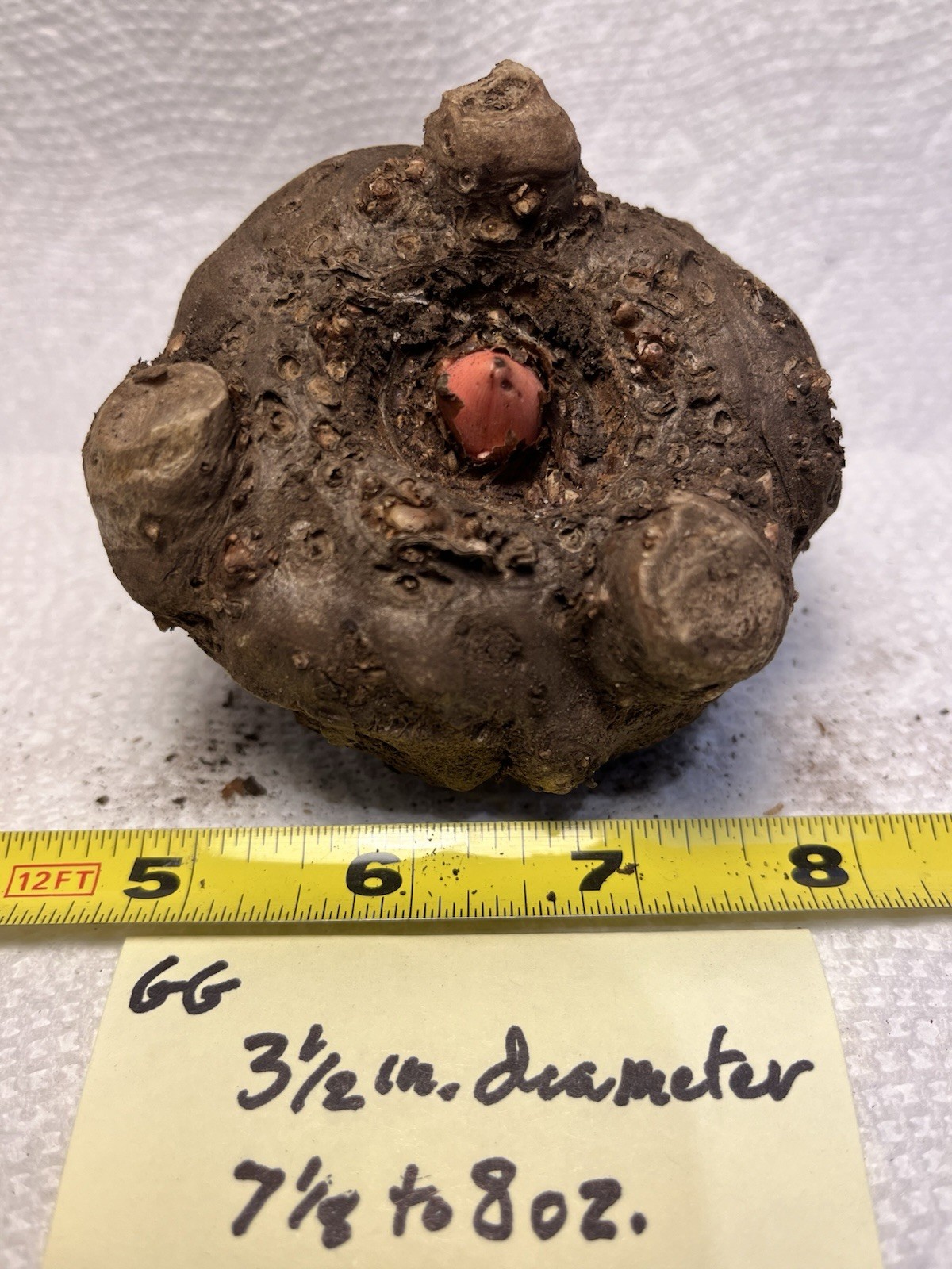 AMORPHOPHALLUS KONJAC ‘Gordon’s Gold’ 1 Dormant Bulb, (Voodoo Lily) Arisaema