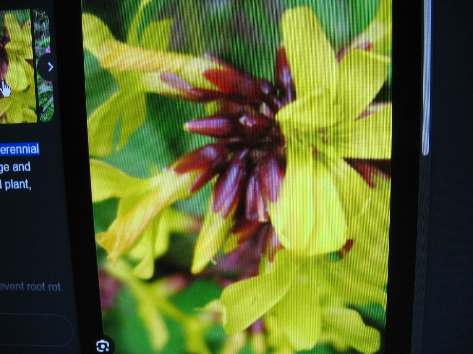 Oxalis Peduncularis ( Tree Oxalis)