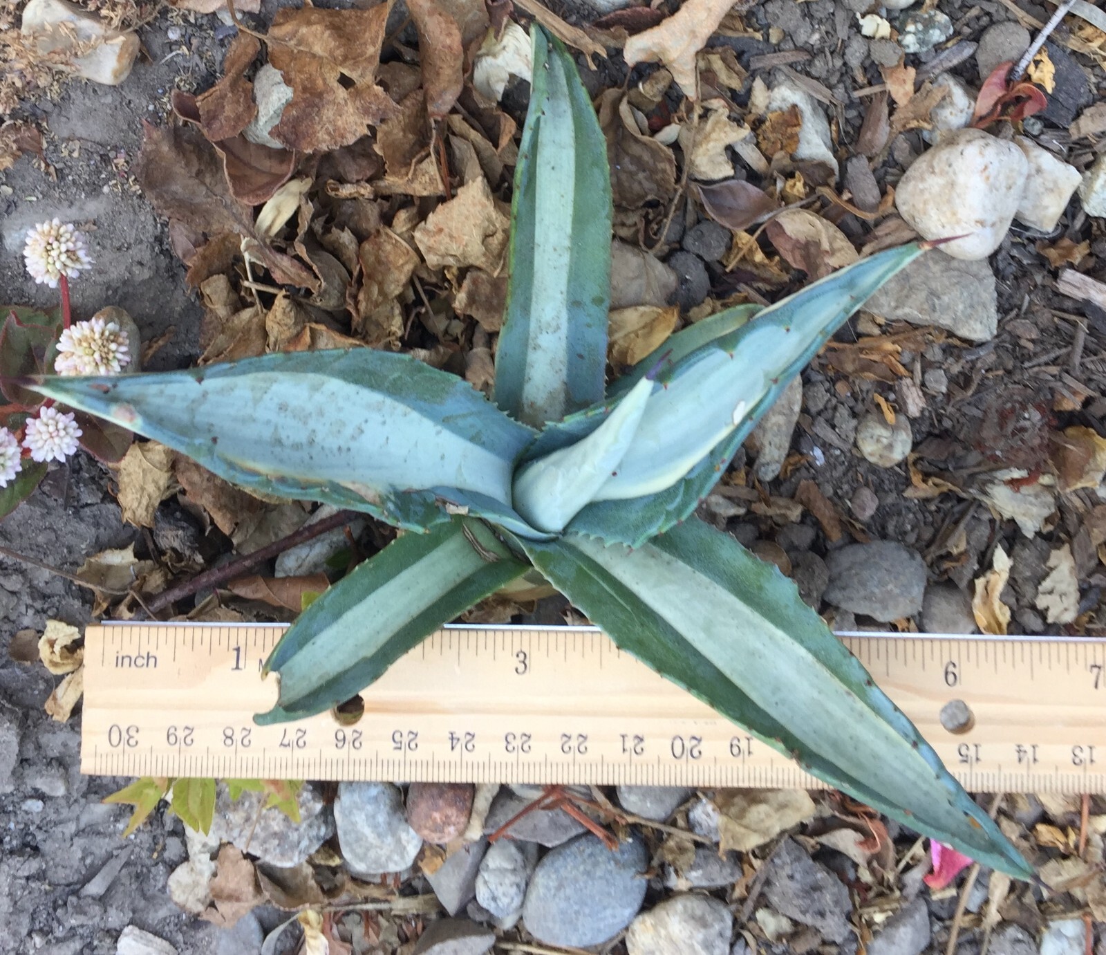 Agave Americana Mediopicta~Alba~Tuxedo~2Pups Rooted~VARIEGATED Strong 6″Bareroot