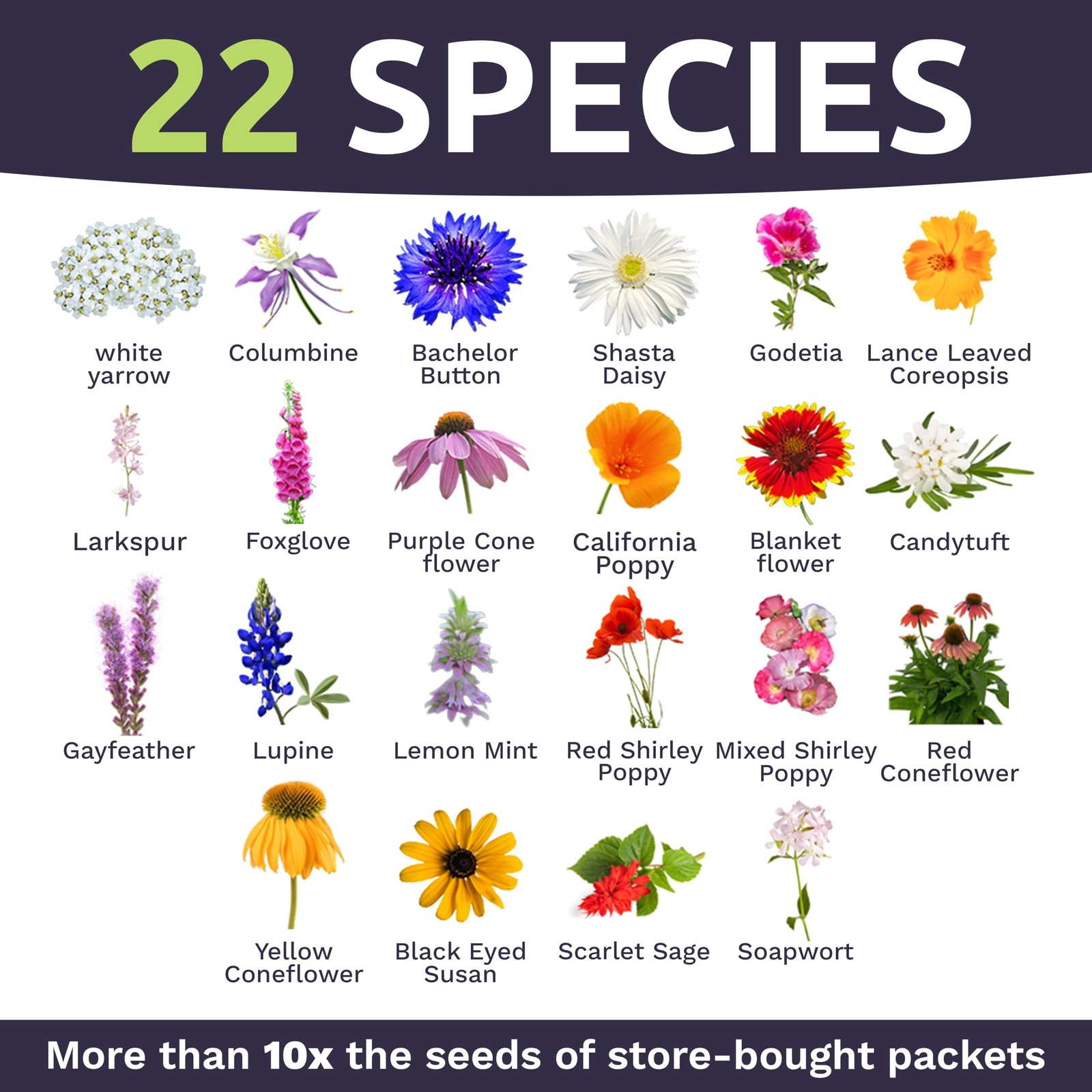 Deer Resistant Wildflower Seed Mix – 1 Ounce Bulk – Non-GMO, Open Pollinated