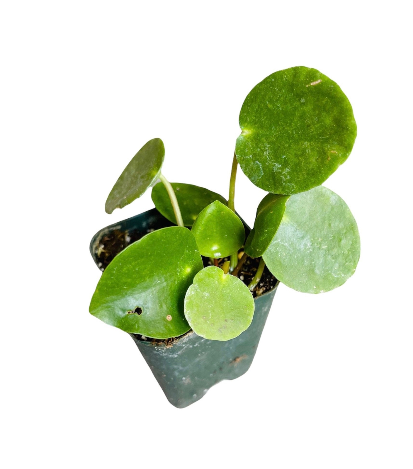 2.5” pot 4″pot UFO plant/Pilea peperomioides /Chinese money plant