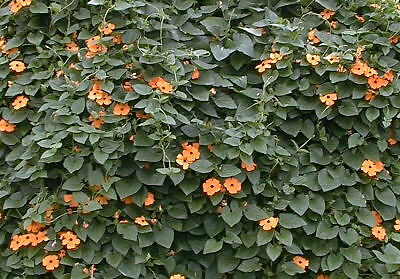 Thunbergia alata 1,000 seeds