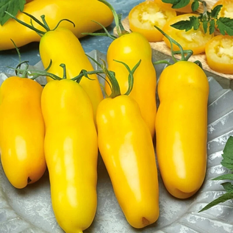 30 BANANA LEGS PASTE TOMATO SEEDS ~ heirloomseedguy ~ 2026 ~ NON-GMO