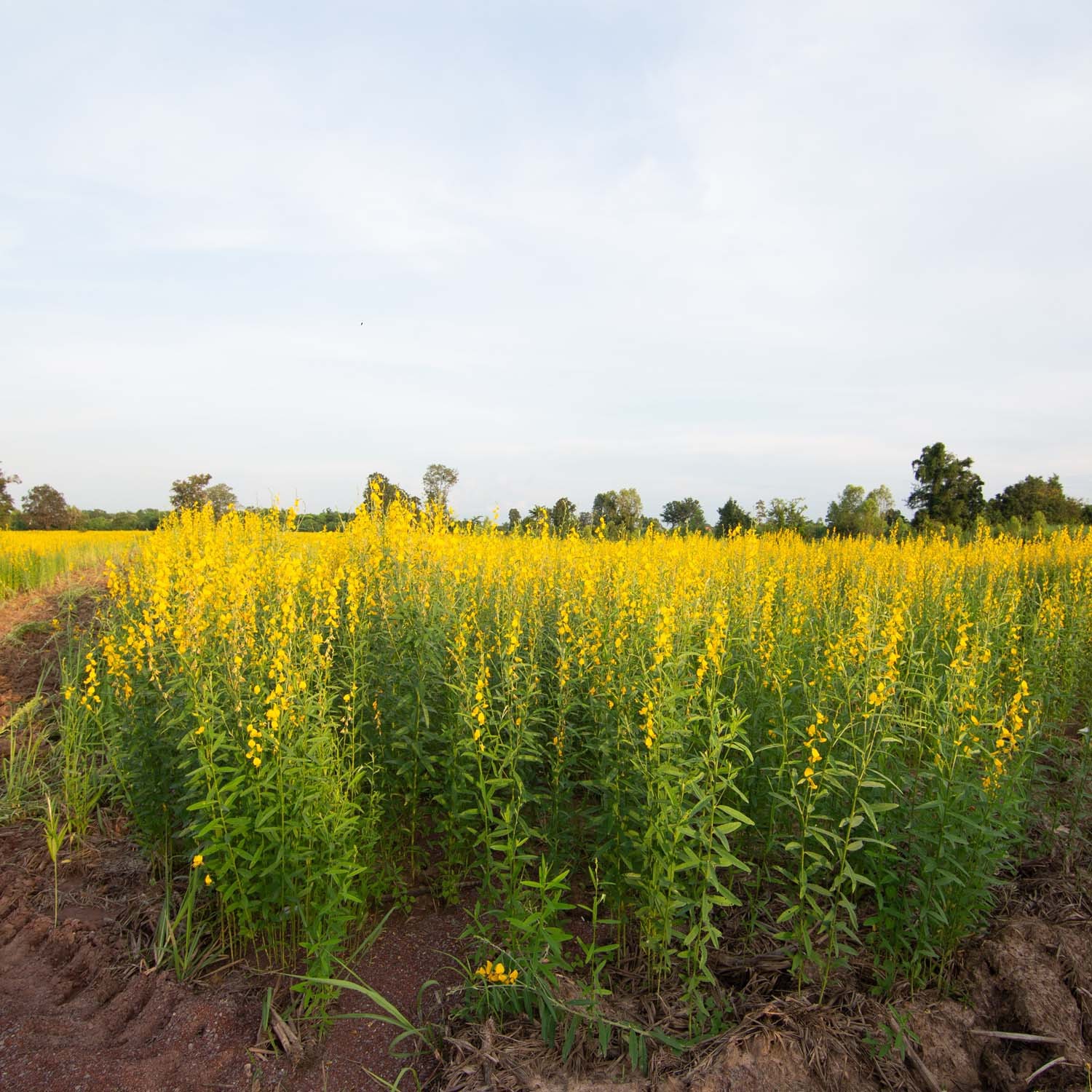 50 LBS Annual Sunn Hemp Pasture, Forage, and Cover Crop Seed