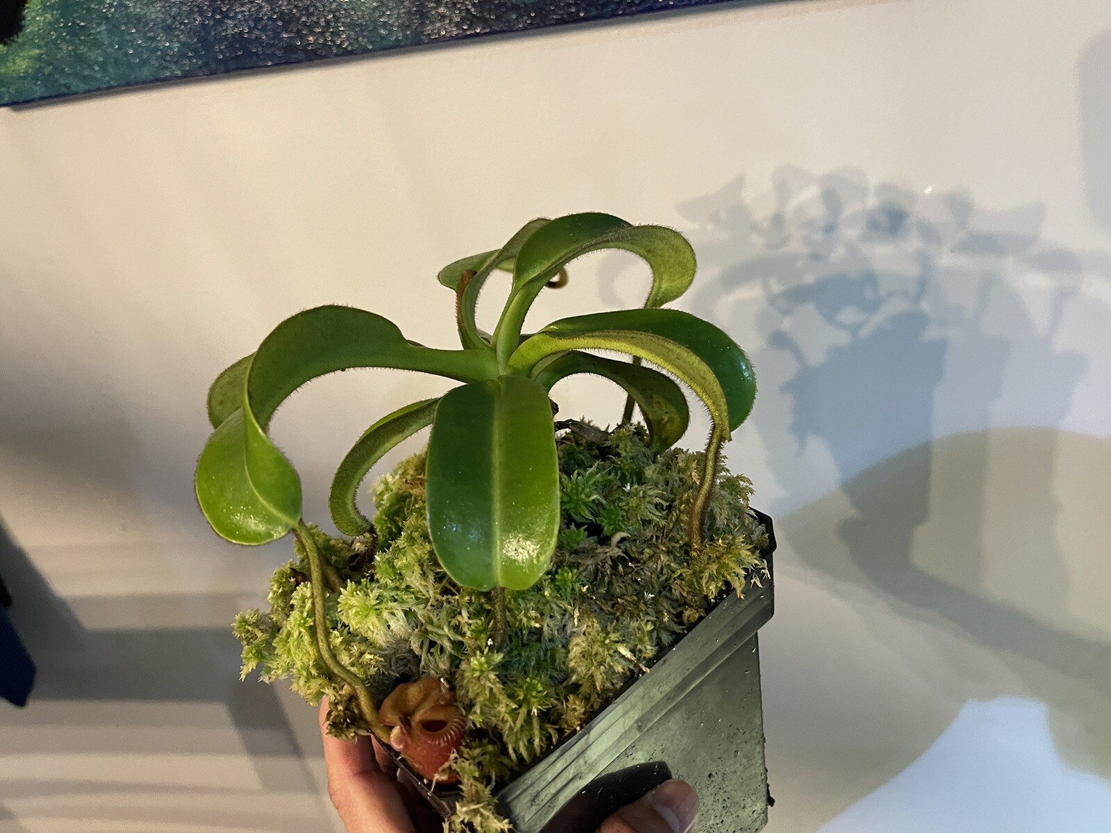 Nepenthes villosa Rare Highland Tropical Carnivorous Plant