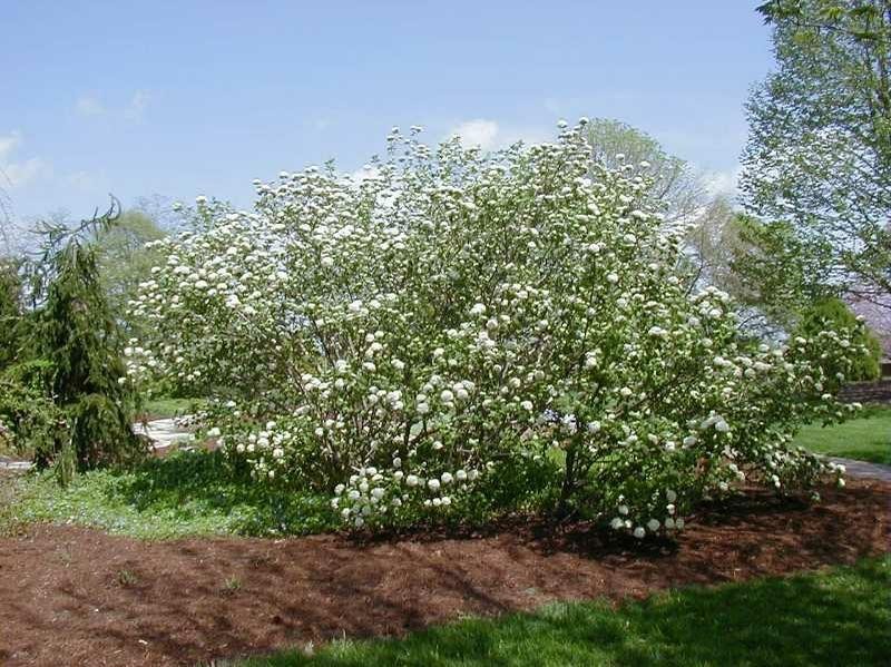 Koreanspice Viburnum 1 Live Potted Plant in 3.5 Inch Pot Fragrant