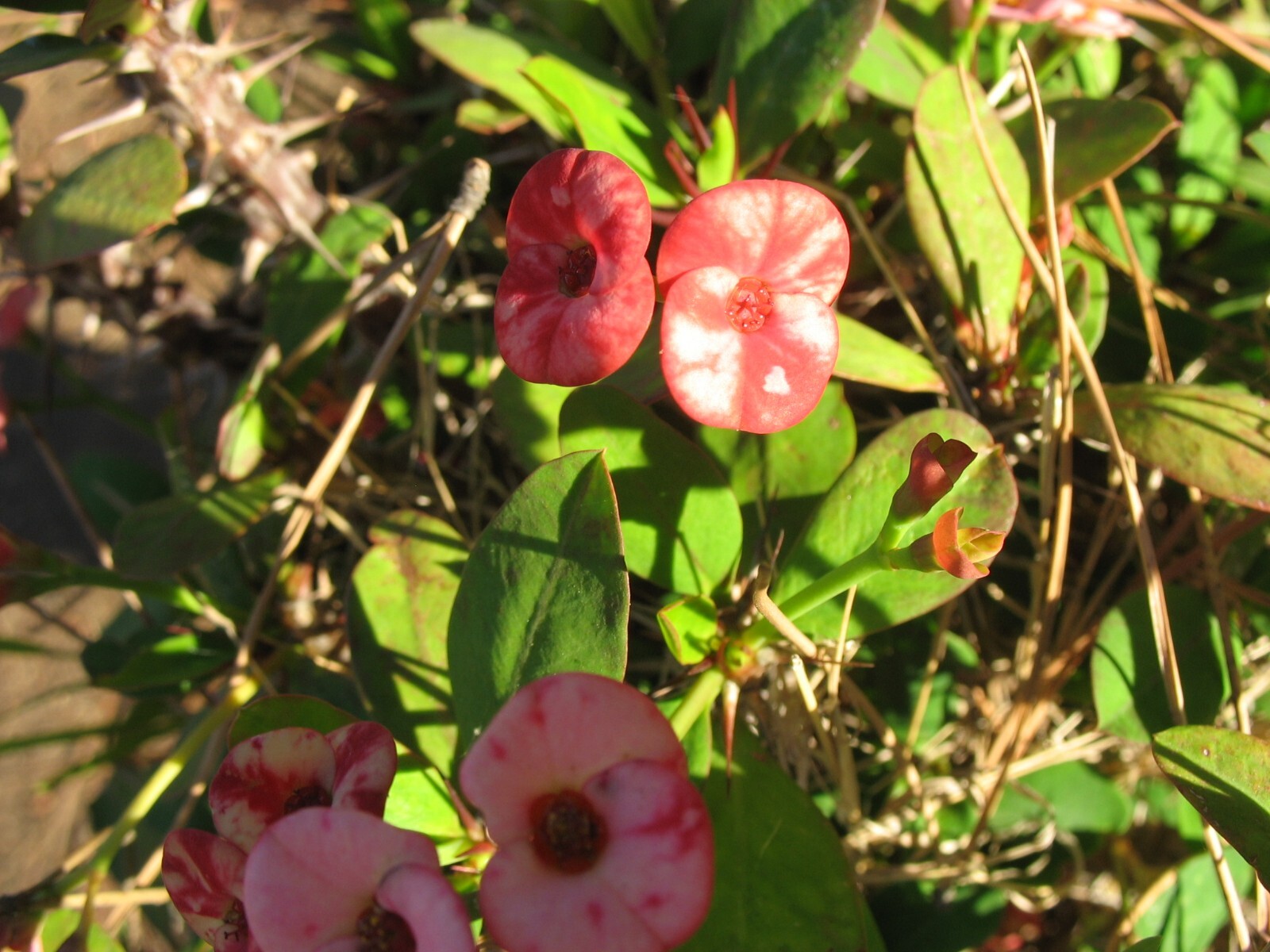 Rare Euphorbia Milli variegated yellow/pink & pink/red Blossom ( 2 cutting)