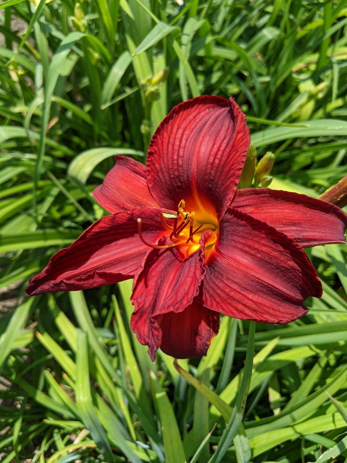 Daylily Double Red – Stunning Deep Red – 3 Fans