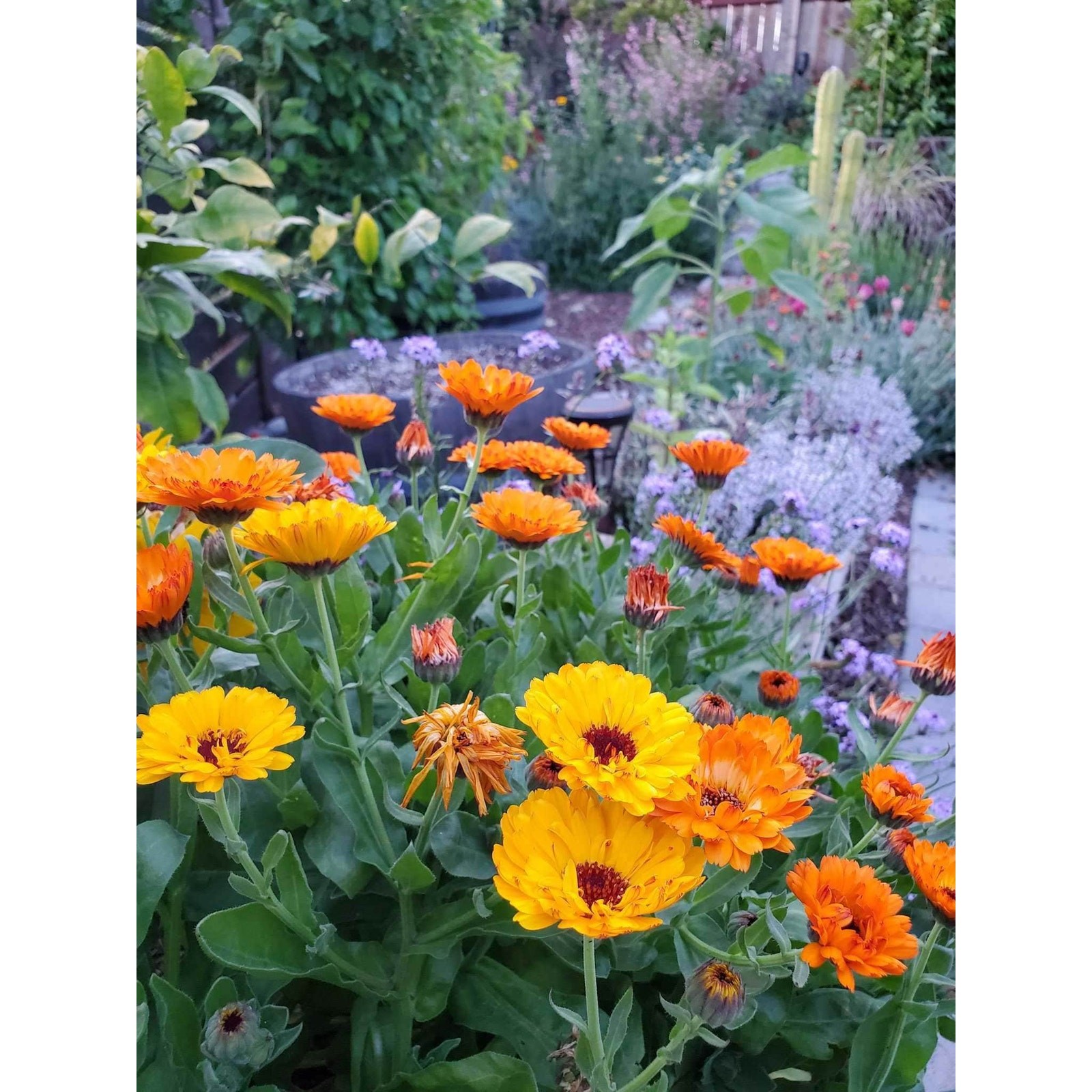 Pacific Beauty Calendula Seeds English Marigold Calendula Officinalis Fancy – 50