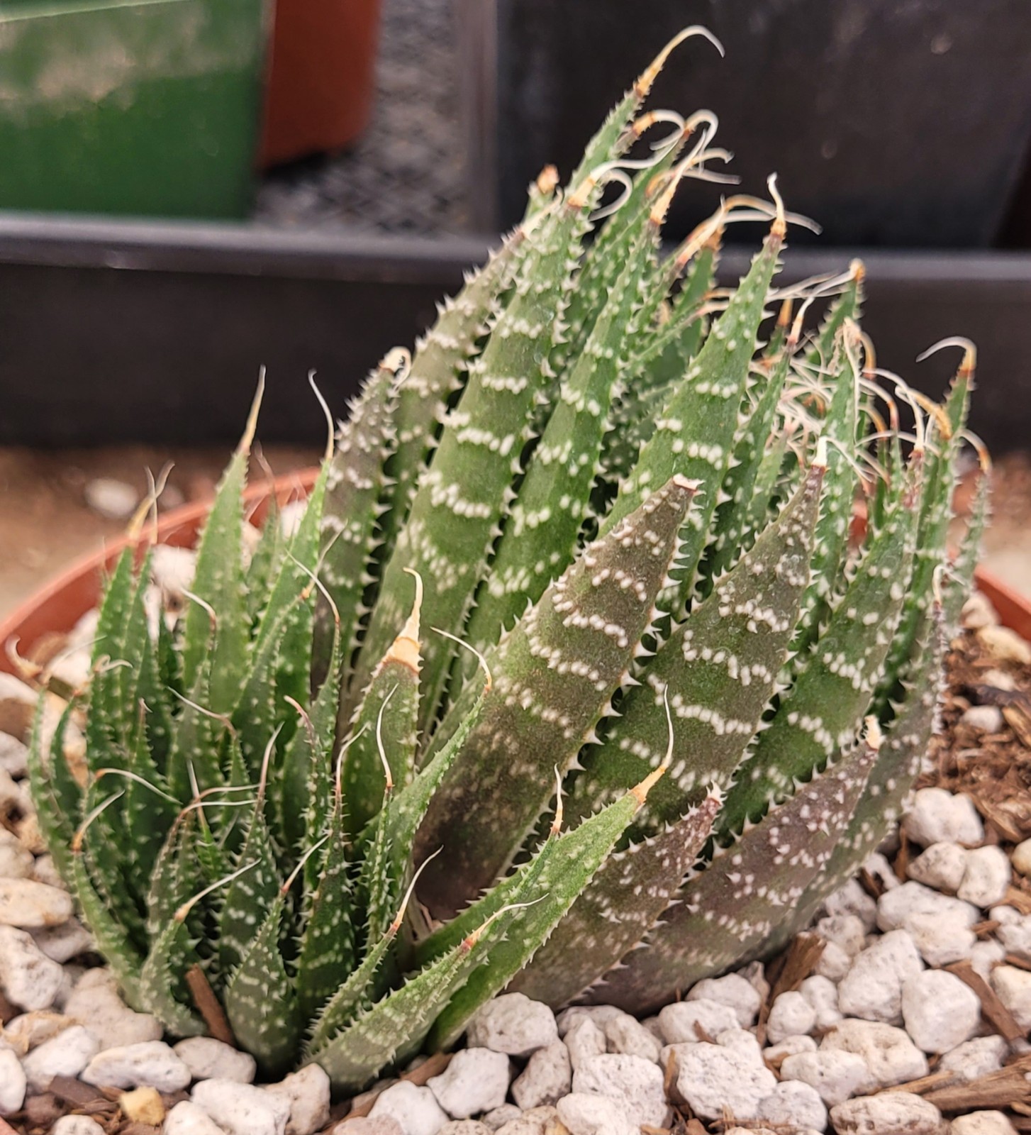 Aloe Aristata ‘Lace Aloe’ 2.5″ Tall 2 Offsets – Bare Root